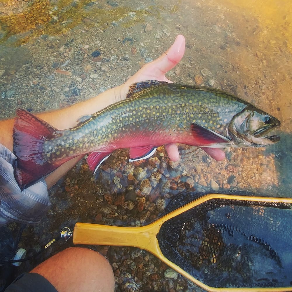 NH Fishing Report: Try glow sticks for night fishing if you want to catch some delicious bass post image