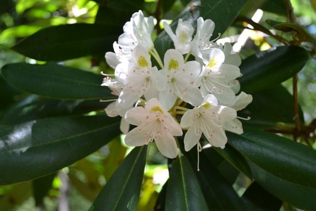 Rec and roll: Giant rhododendrons blooming now in Cedar Swamp Preserve post image