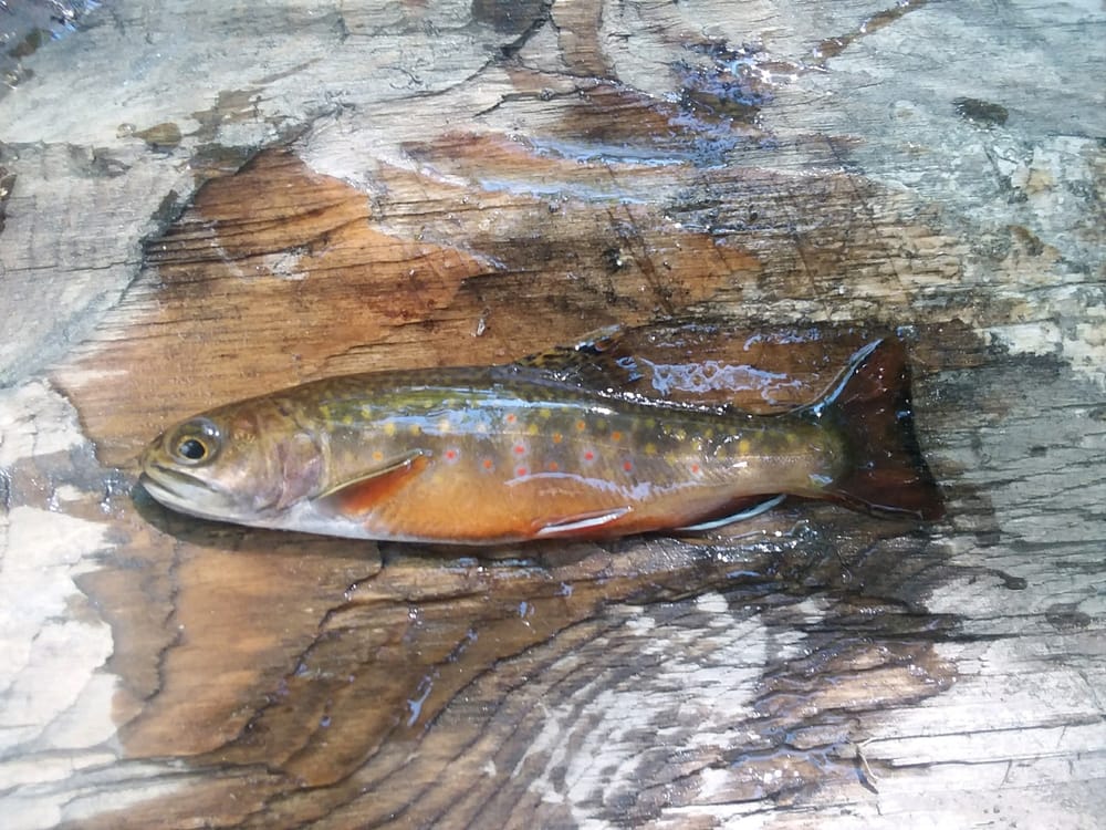 NH Fishing Report for August: It’s raining fish post image