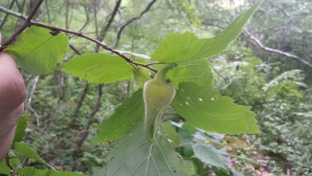 The Honorable Harvest – Wild Food and Medicine Walk post image