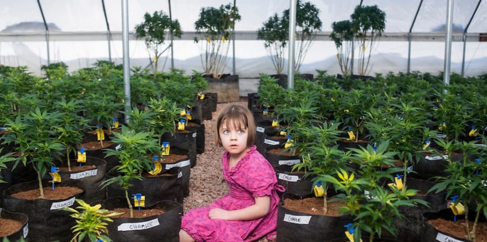 Cannabinoid CBD: What? It’s just a little oil post image