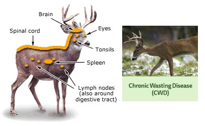 NH Fish & Game issue warning about diseased deer in Quebec and threat to NH game post image