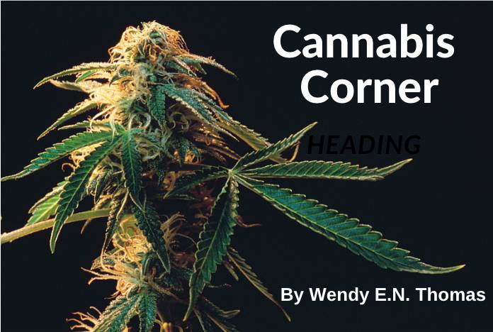 Not a Therapeutic Cannabis Dropout post image