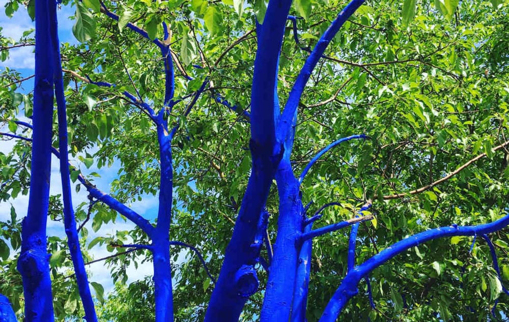 The Blue Trees: Community Fun Day Sept. 30 at the Currier Museum post image