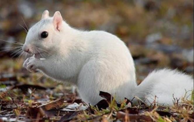 First dead squirrels, now white squirrels? That’s just nuts! post image