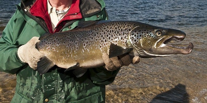 Open-Water Landlocked Salmon Season Opens April 1 post image