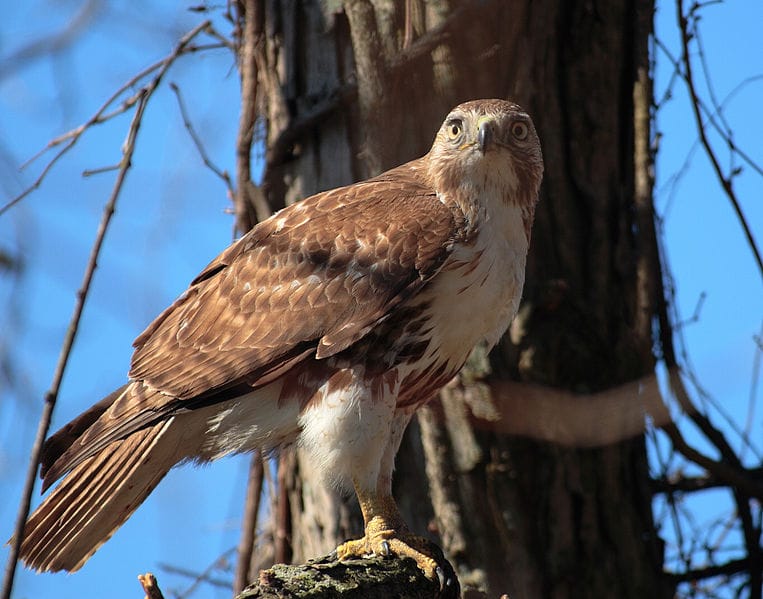 Students persevere: House votes to name red-tailed hawk as State Raptor post image