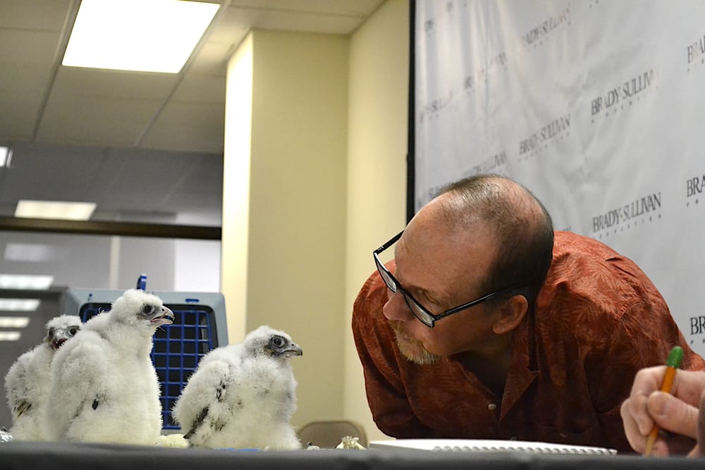 Audubon officials band 4 falcon chicks nesting atop city building with assist from mayor post image