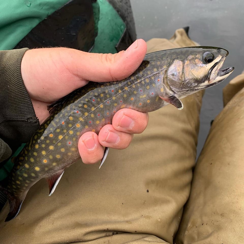 Fishing Report, June 8: Lots of trout stream fishing action post image