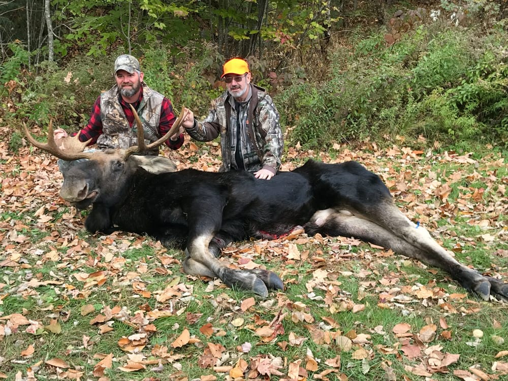 Moose hunt lottery 2019: Many will enter, 49 will win on June 21 post image