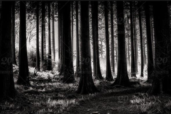A homeless guy wanders into the woods, or, Frank has miles to go before he sleeps post image