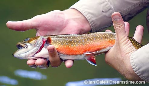 Go fish: Ponds have been stocked with trout across NH post image