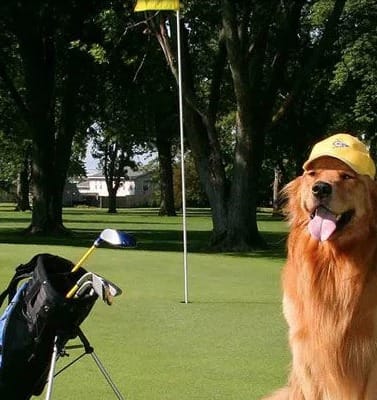 Sept. 19: Golf tournament at Lake Sunapee Country Club to benefit homeless pets post image
