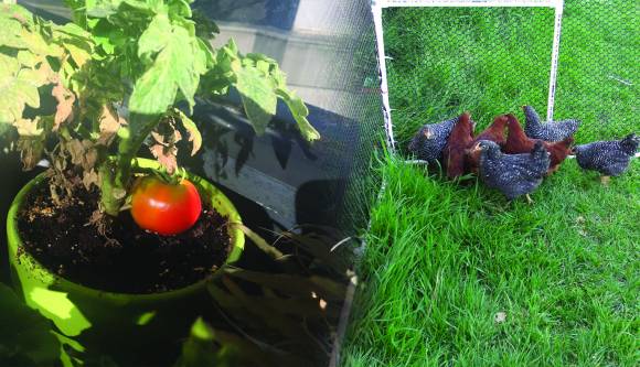 Science on Tap returns Oct. 1 for 7th season: Urban Backyard Farming post image