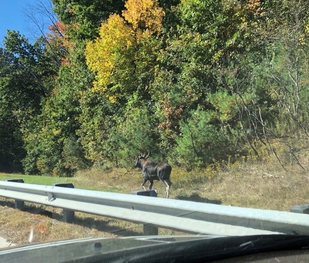 Watch out for moose: They’re looking for love in all the wrong places post image