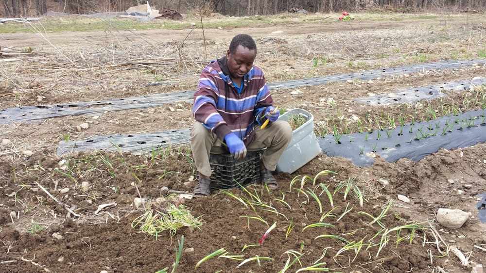 ‘Fresh Start’ for refugee farmers: Downtown building transformed into neighborhood produce hub post image