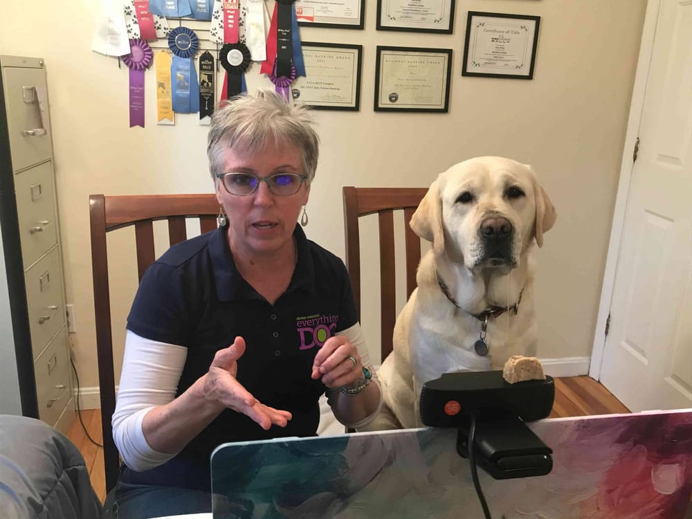 Pet trainers finding innovative ways during pandemic to teach new pet owners old tricks post image