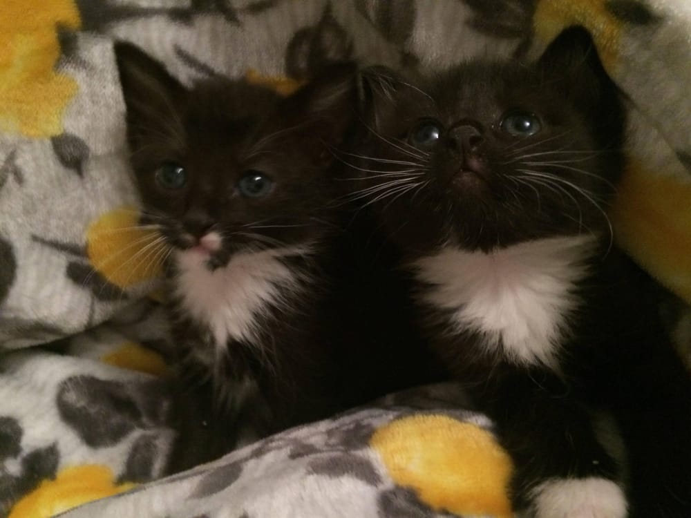 Buyer beware: Pet sale scams on the rise post image