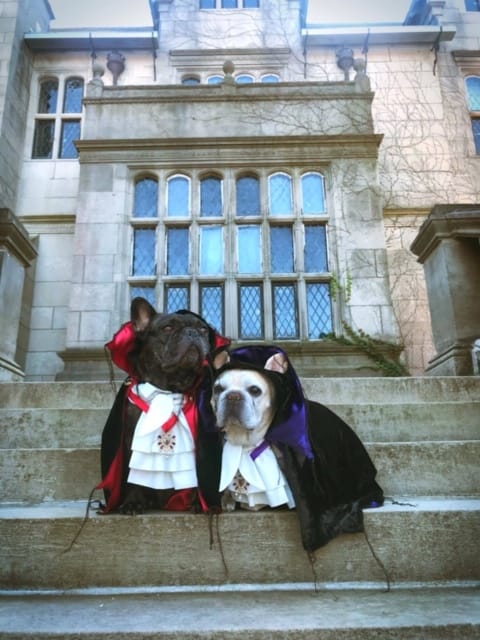 Dogs on the catwalk: Designer costumes put the ‘howl” in Halloween for pets post image