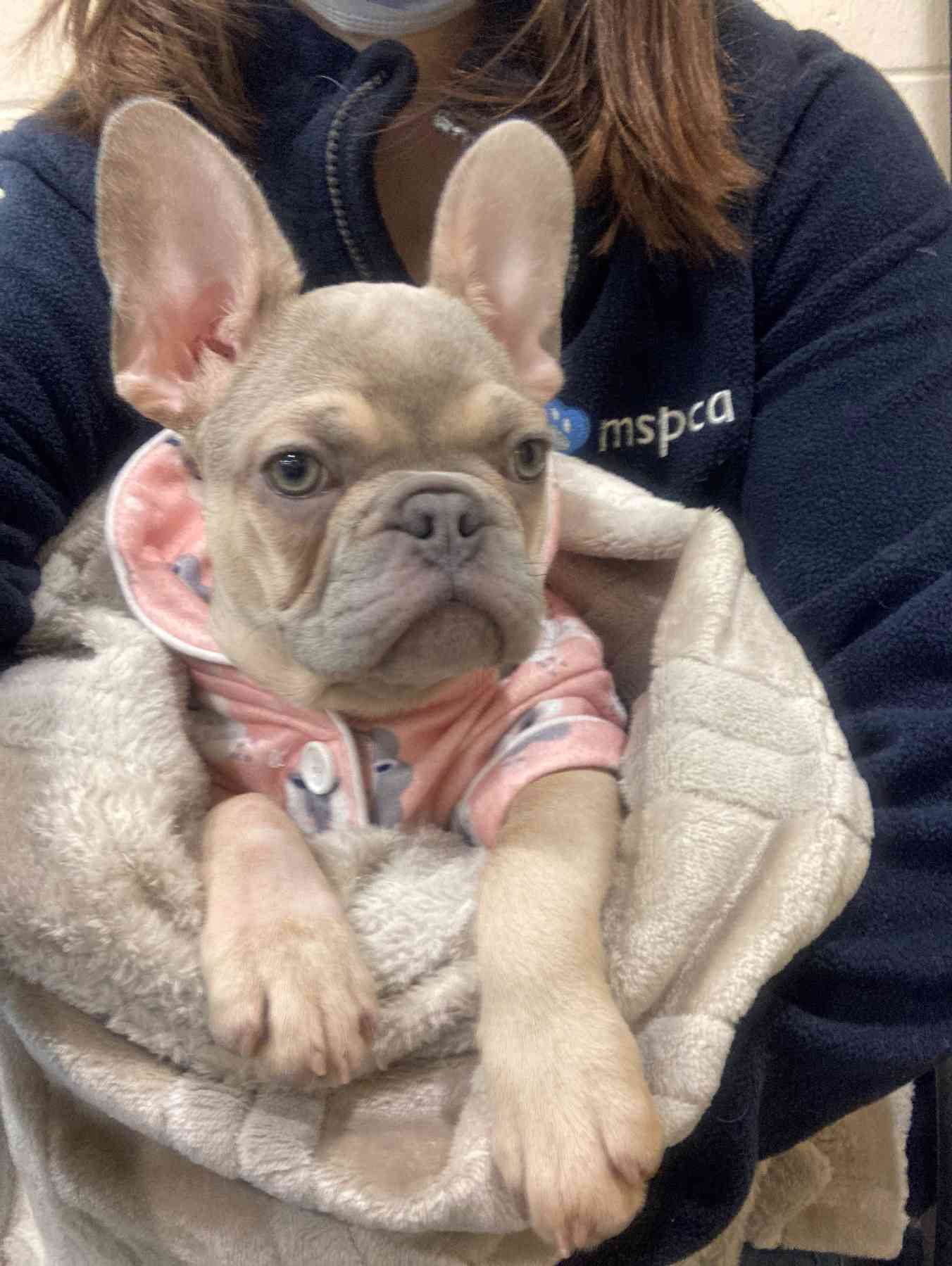 Tale of two pets: A happy ending for Dale the cat, and hope for a home for Carol the French bulldog pup post image