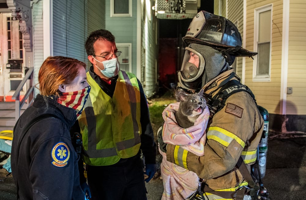 Cat rescued from second-floor of Pine Street multi-family after kitchen fire forced evacuation post image