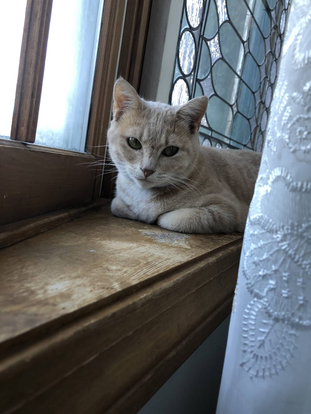 And then came Dime: Pet shortages in the time of COVID-19 post image
