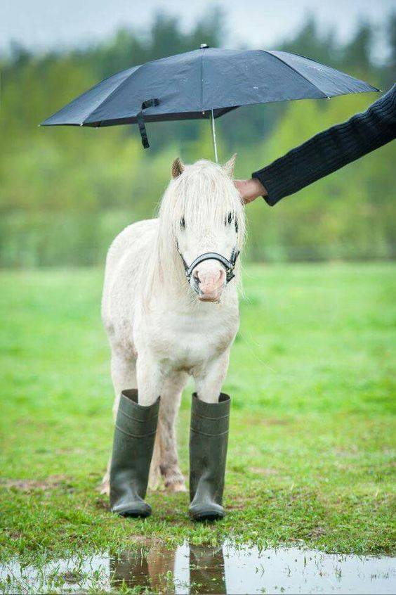 Raining ‘Cats and ‘Ponies in New York State, Sunday’s game cancelled post image