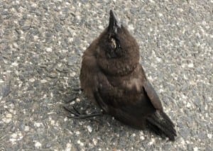Unknown illness affecting songbirds so far undetected in New Hampshire post image