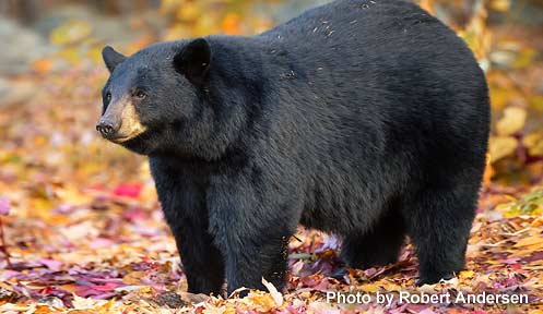 Bear season in NH opens Sept. 1 with ease of hunter reporting post image