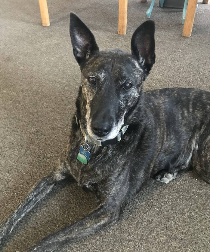 An unorthodox man’s unorthodox search for a dog post image