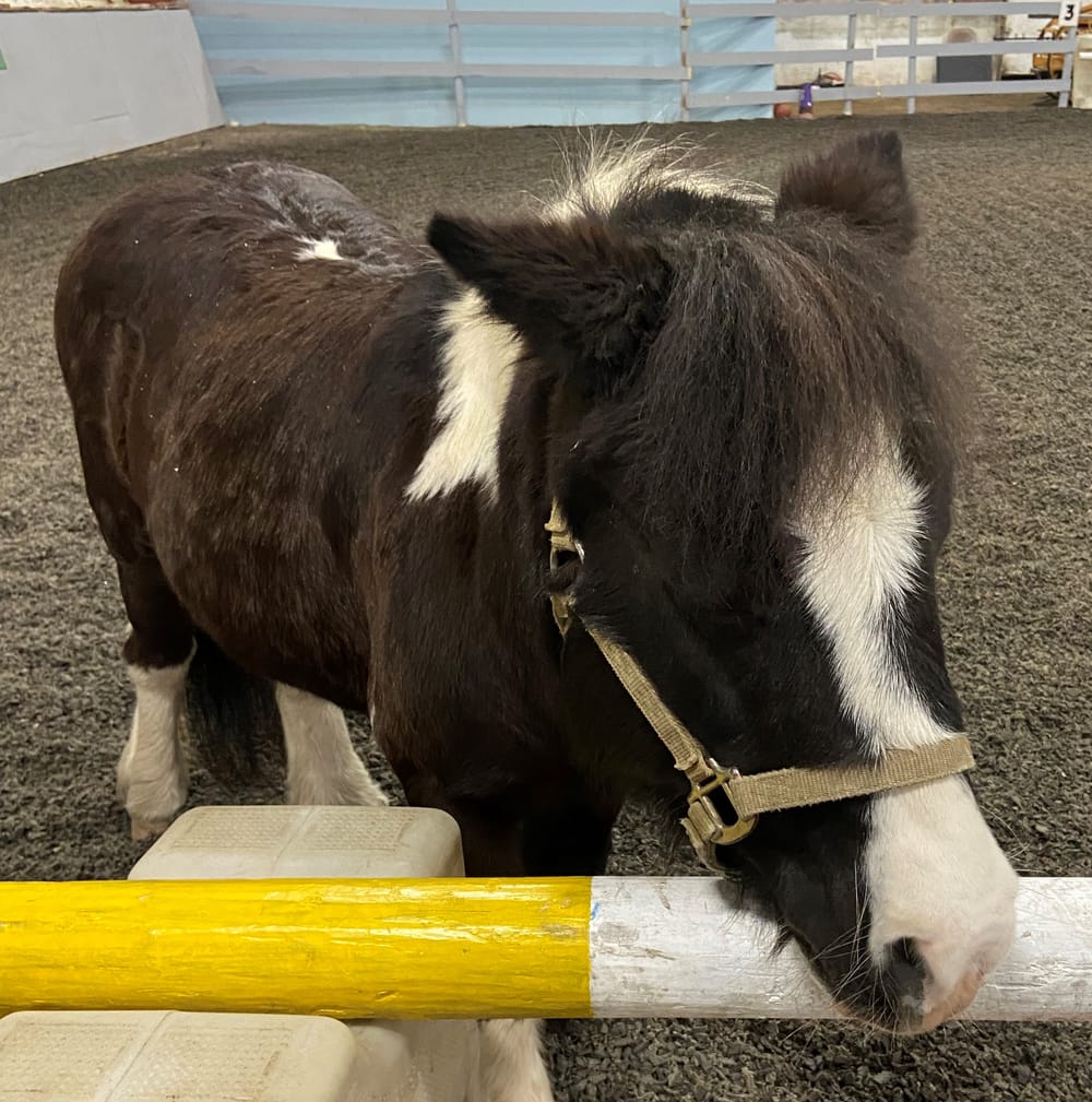 Galloping Forward: UpReach Therapeutic Equestrian Center celebrates renovations post image