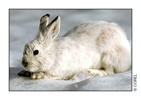 Tell legislators you support HB 1308 to end the capture of snowshoe hares for dog training post image