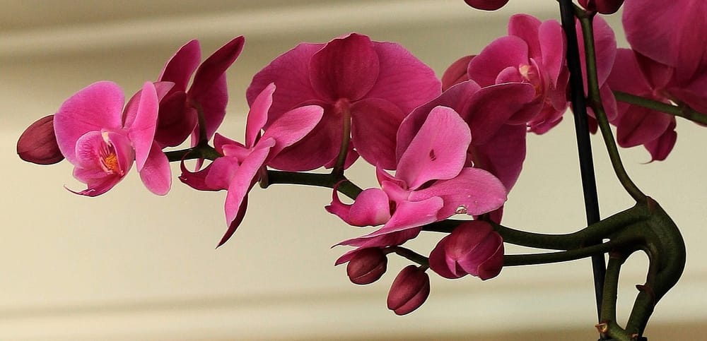 A bounty of orchids: NH Orchid Society’s 29th Show and Sale March 25 -27 in Nashua post image