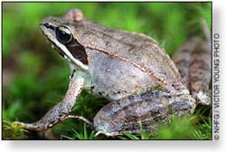No Frogger Zone: Watch out for amphibians crossing roadways on rainy nights post image