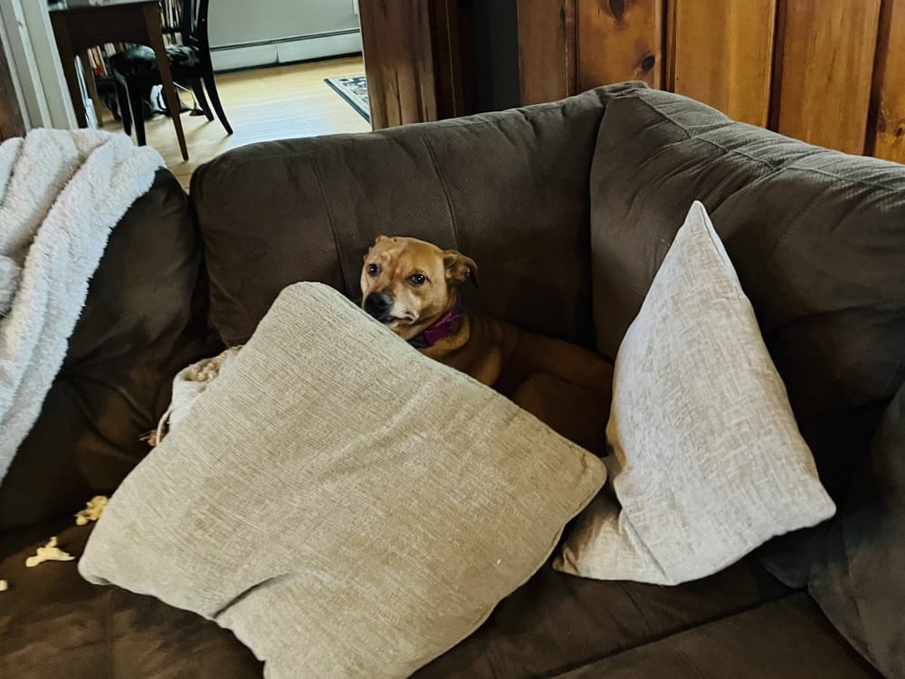 You may be right, I may be crazy – but Maggie hears the things that go bump in the night, too post image