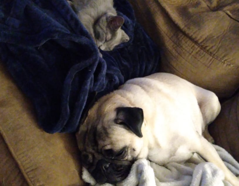 Milo, Otis and my fragile masculinity post image