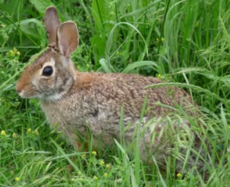 Share your rabbit sightings with NH Rabbit Reports this spring post image