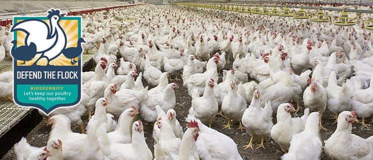 Eurasian A5 avian influenza confirmed in dead wild geese in New Hampshire post image