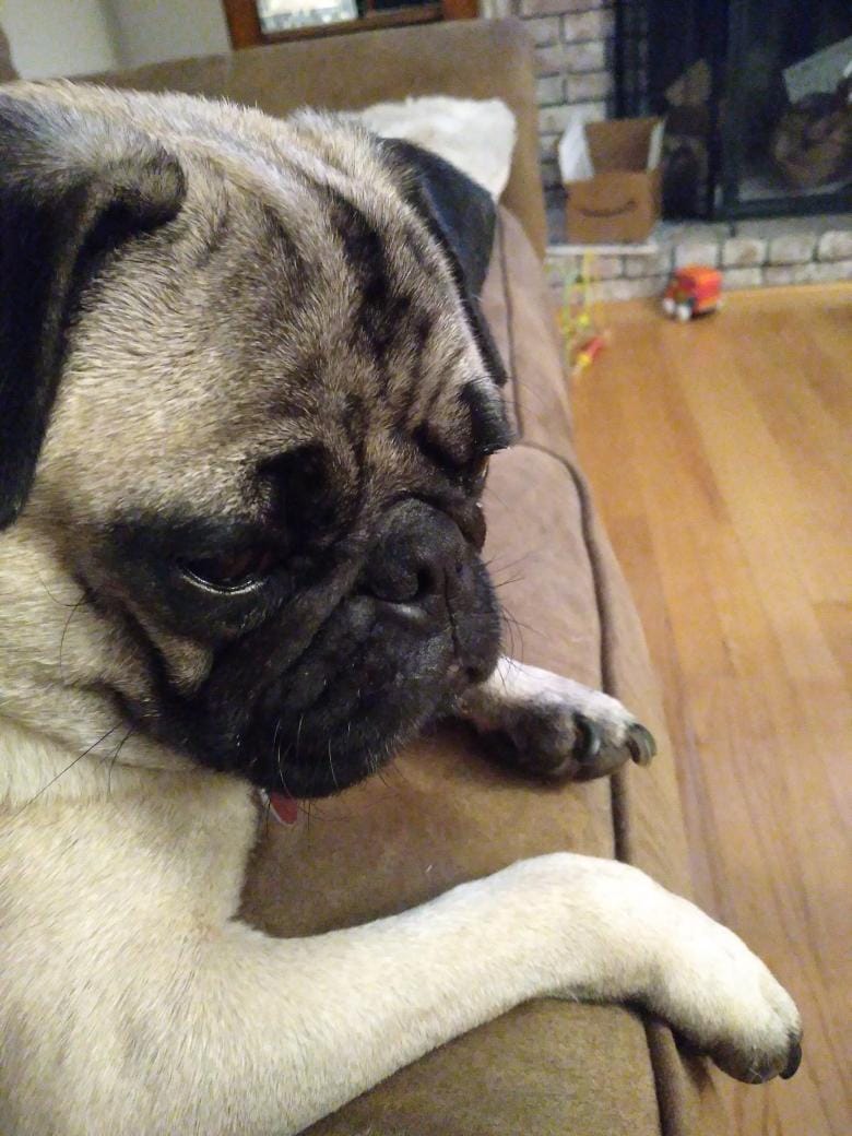 The Meditations of an Existential Pug post image