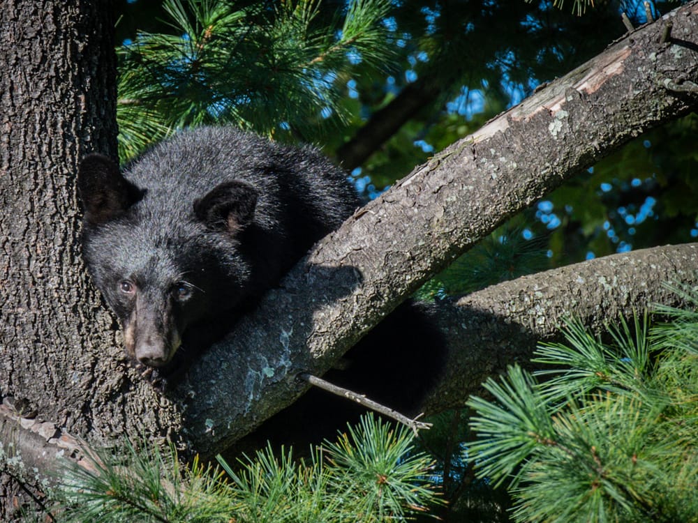 Black bear on branch at Bronstein draws a crowd post image