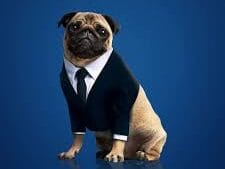An Existential Pug contemplates his Halloween costume post image