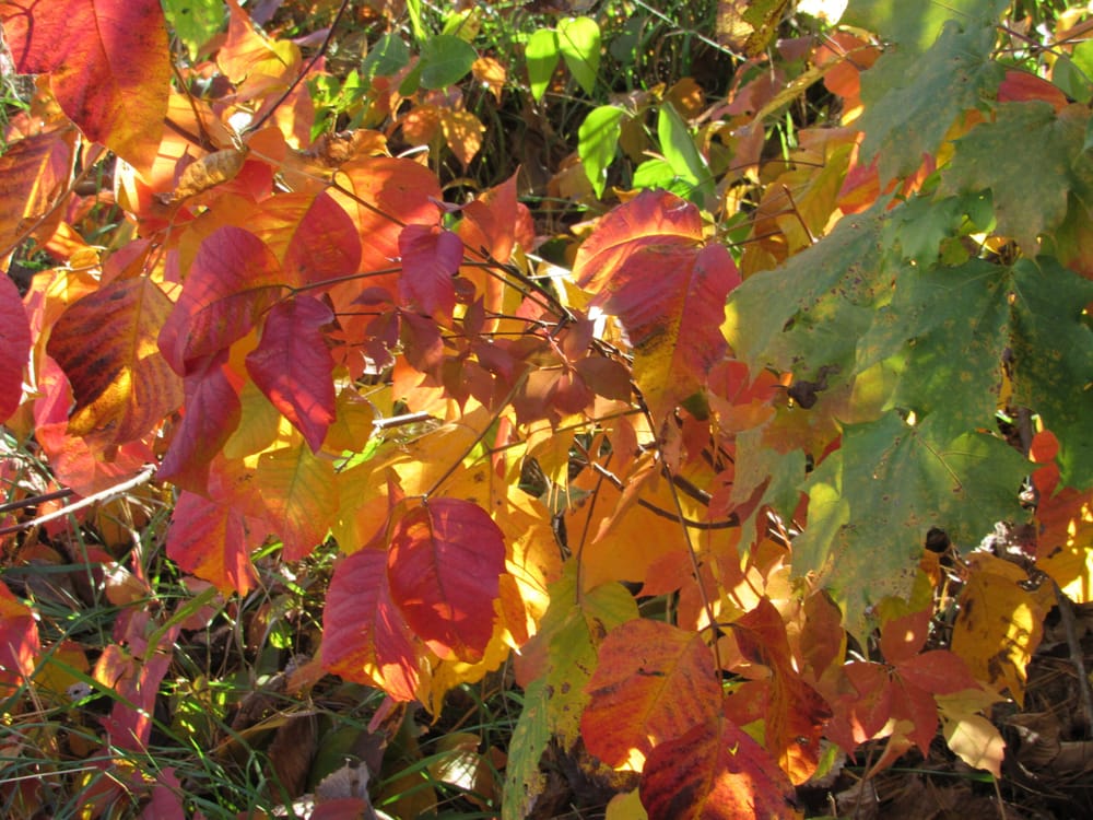 Colors delight at the Warner Fall Foliage Festival post image
