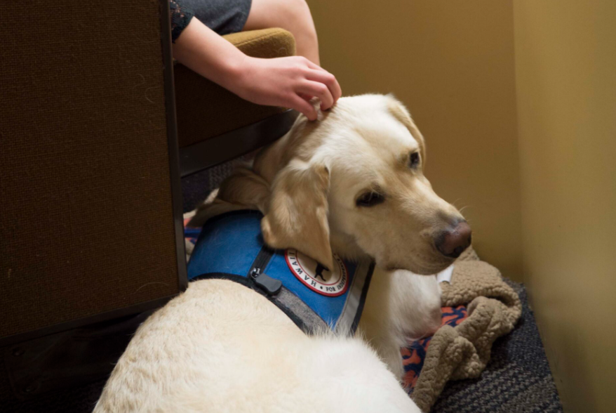 Canine companions in the courtroom: Dogs in court may soon become common practice post image
