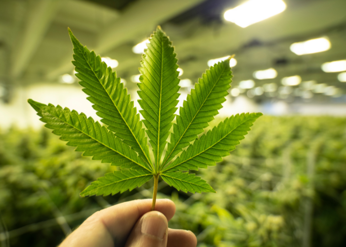 Justice Department announces application form for marijuana pardon certificates post image