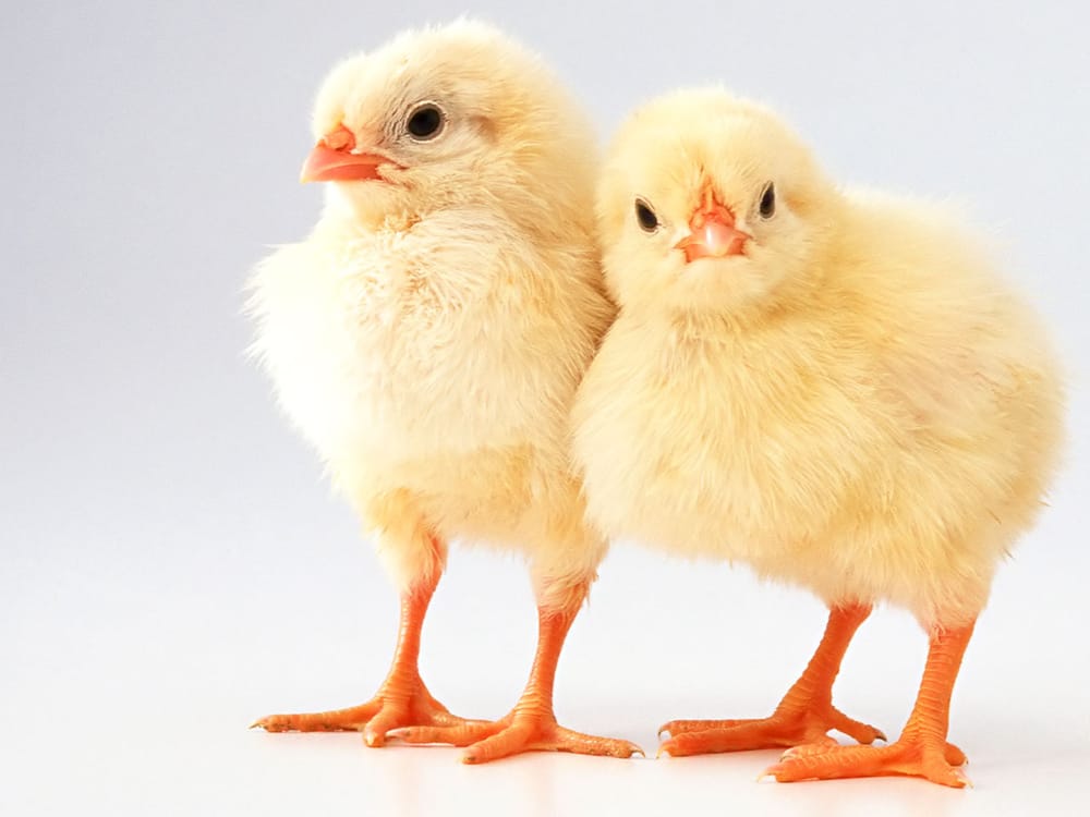 Animals, My Brethren: A reflection for ‘Veganuary’ post image