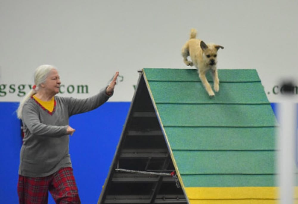 Attention training for your dog, made easy: Some simple tips for a lifetime of obedience and fun post image