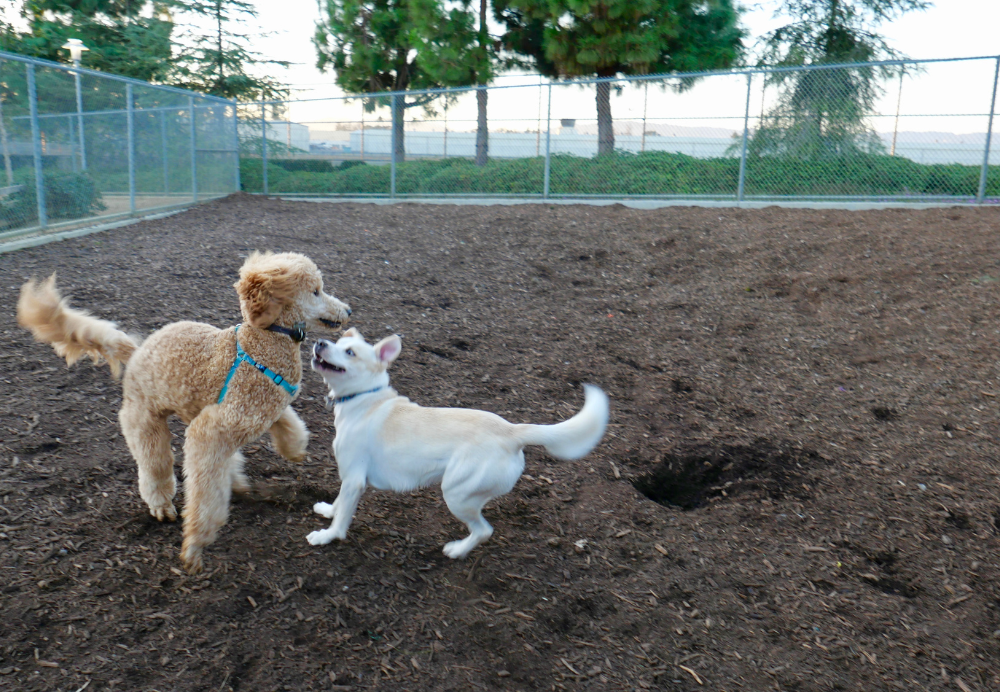 Dog Parks: The Real Poop! post image