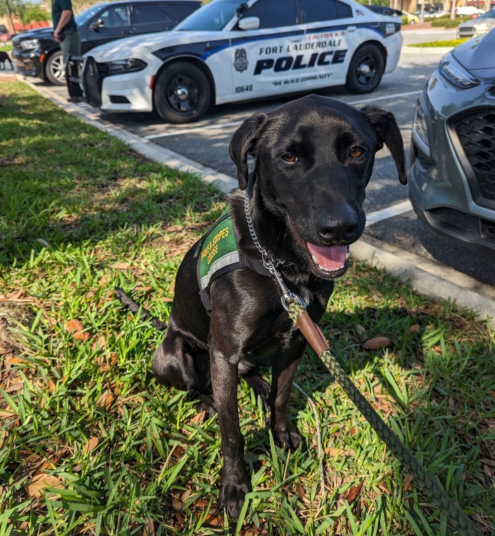 NH Dept. of Corrections welcomes Zoey the comfort dog post image