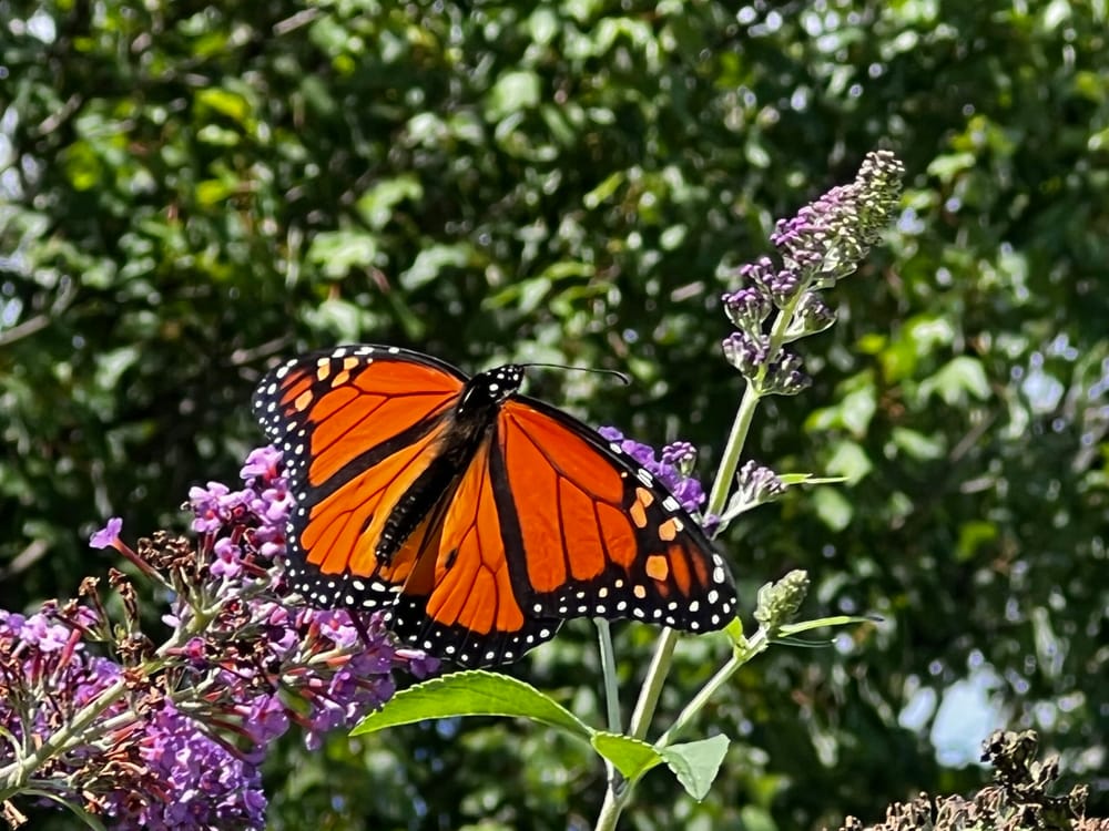 Impatiently Awaiting Spring! post image