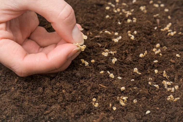 Ready for gardening? Check out the Manchester Seed Library post image